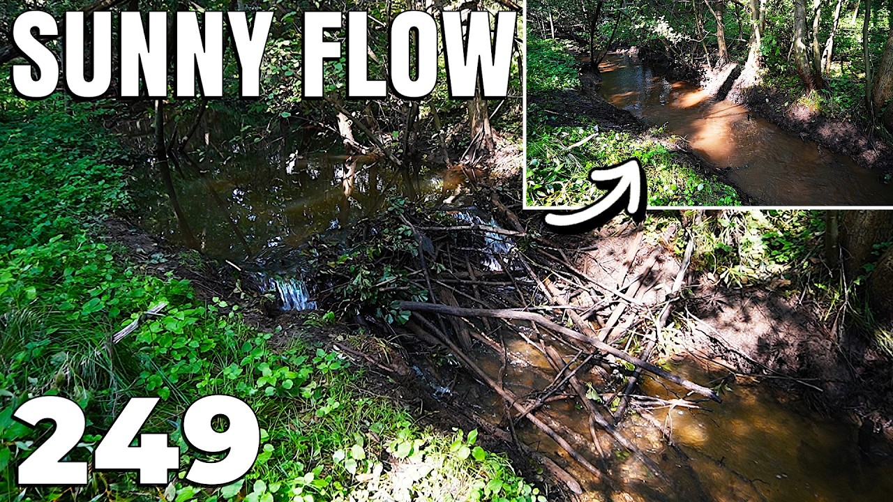 Can You Hear This? PURE Water Flow In The Sunny Forest | ASMR | No. 249