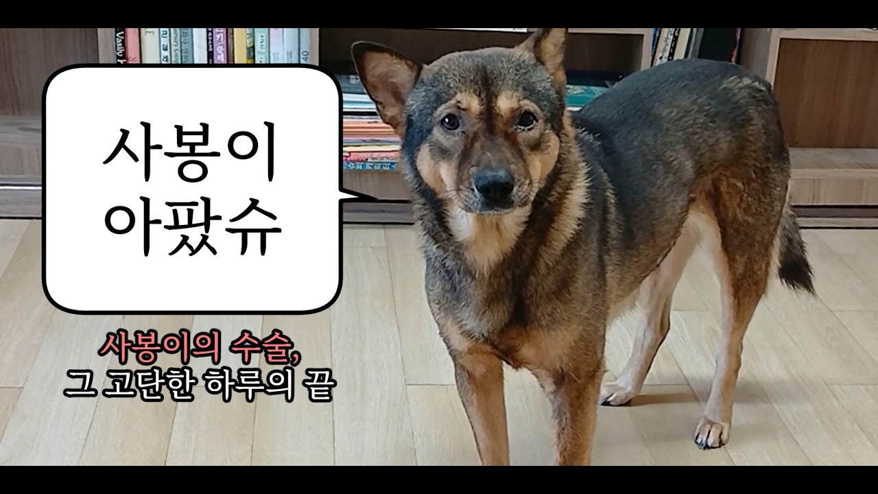 사봉이와 함께한 치유의 여정 The Healing Journey with Sabong #사봉이수술 #고양이수술기록#SabongSurgery #CatSurgeryJourney