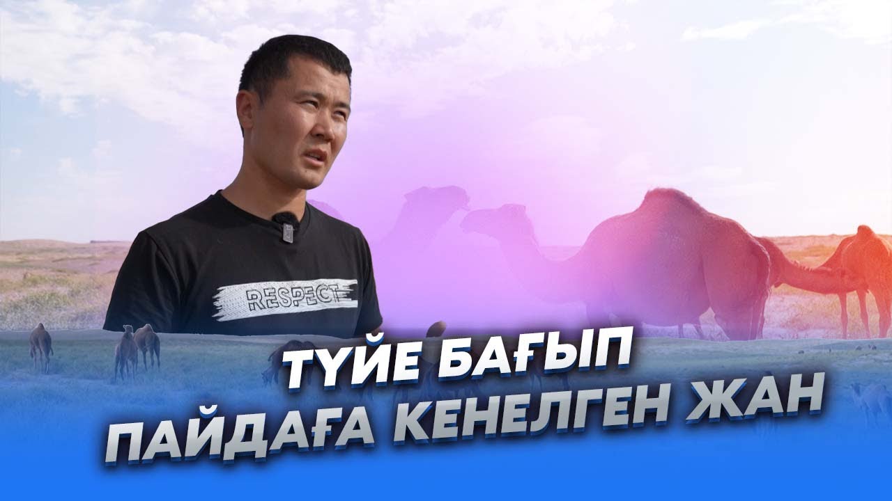 Еңбек адамы | Түйе бағып пайдаға кенелген жан