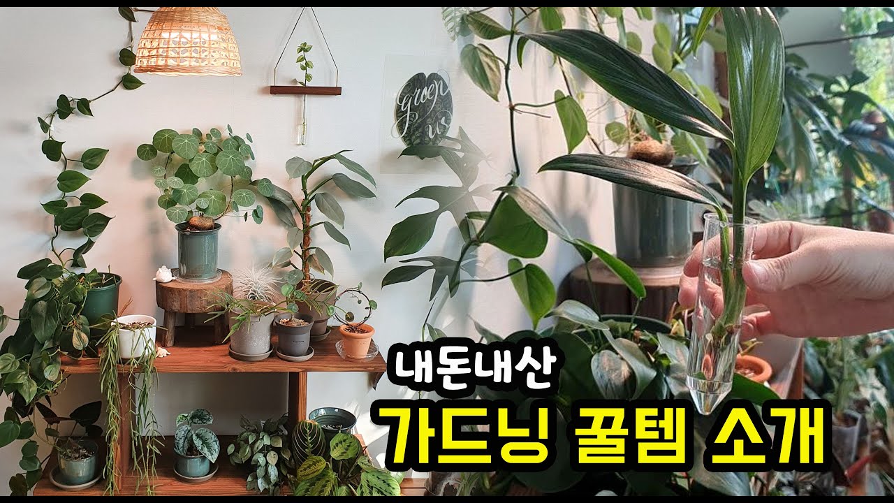 내돈내산 가드닝 용품 11가지 소개