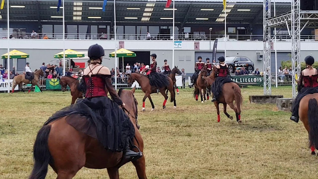 Ecurie des Iles Franche Montagne Foire de Libramont 2019