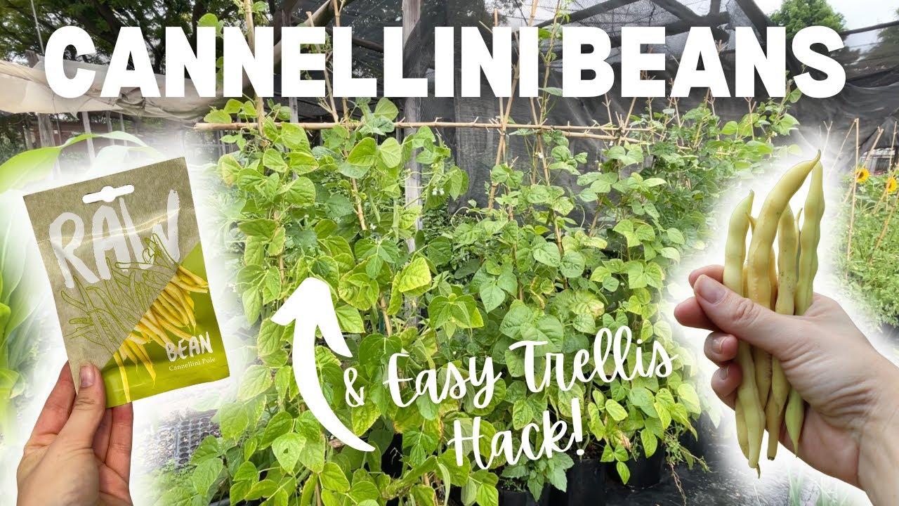 Cool Beans! How to Grow Cannellini Beans from Seed to Harvest