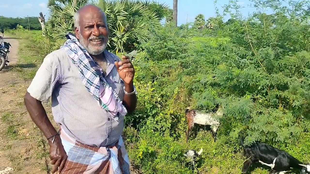 வீட்டில் ஆடுகள் இருப்பதும் நகை இருப்பதும் ஒன்று தான் என கூறும் சம்சாரி,.. #goatfarming #goat 