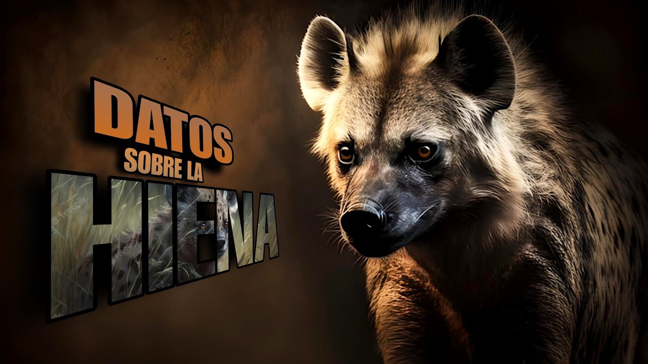 10 DATOS CURIOSOS SOBRE LA HIENA MANCHADA | Datos-JM
