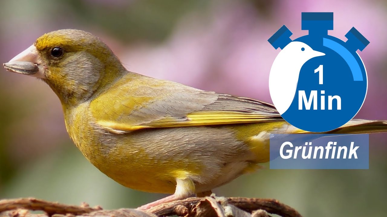 Ein Vogel, eine Minute - Grünfink