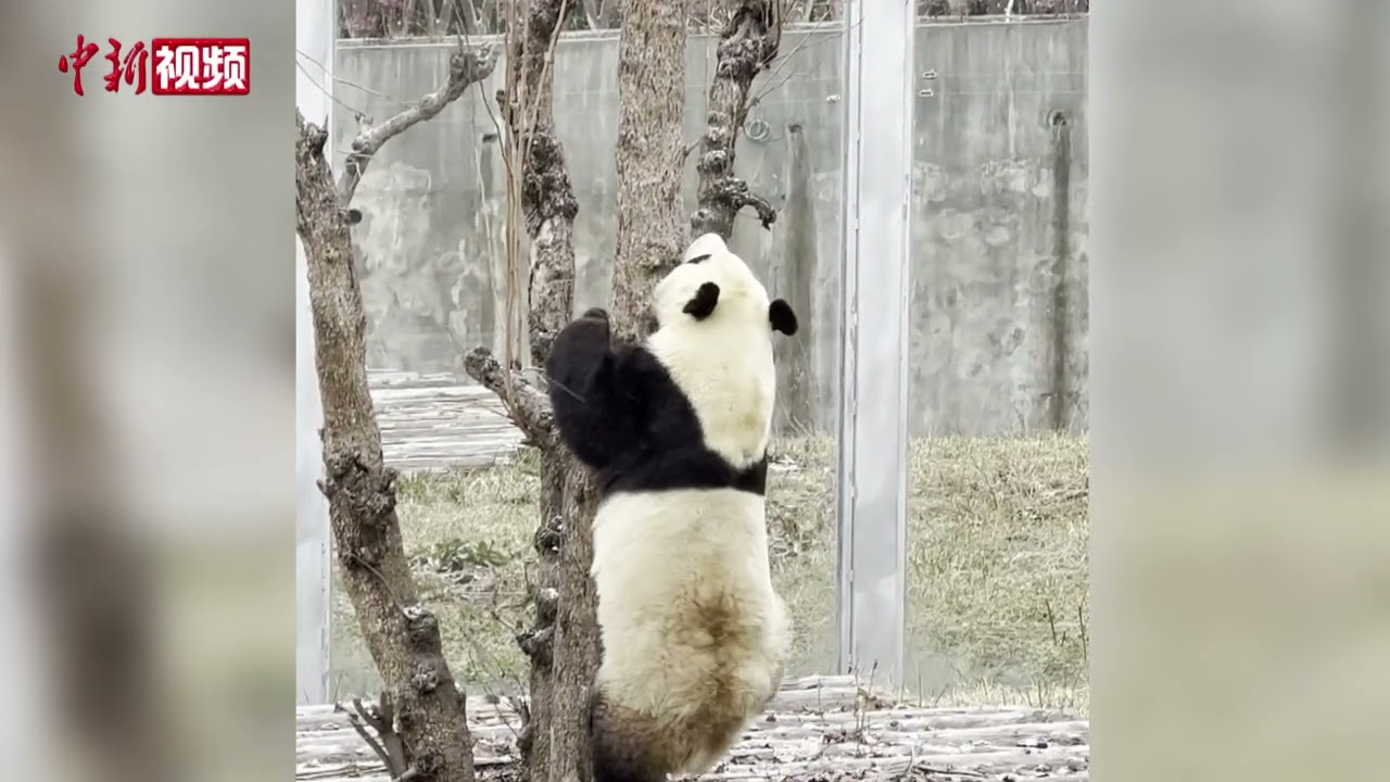 憨态可掬！秦岭大熊猫冒雪爬树