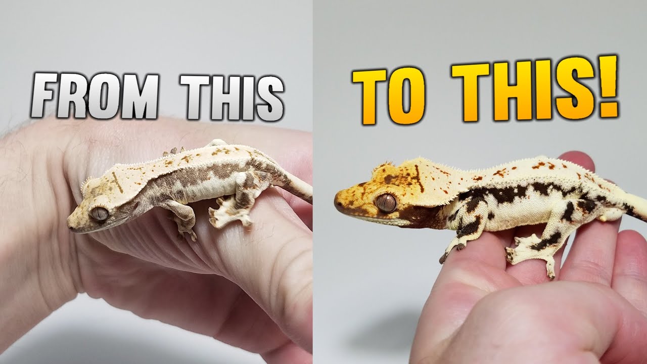 25 Crested Gecko Progressions From 1 Month Old To 1 Year Old!