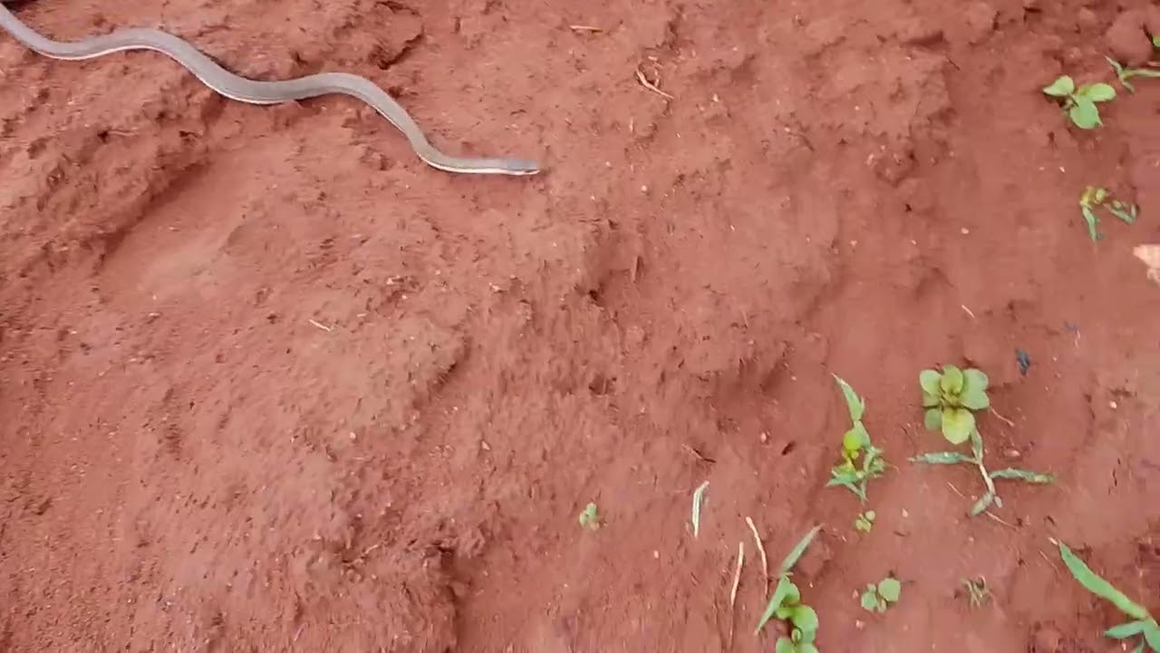 NELSON DEU DE CARA COM ESSA COBRA CORREDEIRA, SERÁ QUE ELA TEM VENENO?