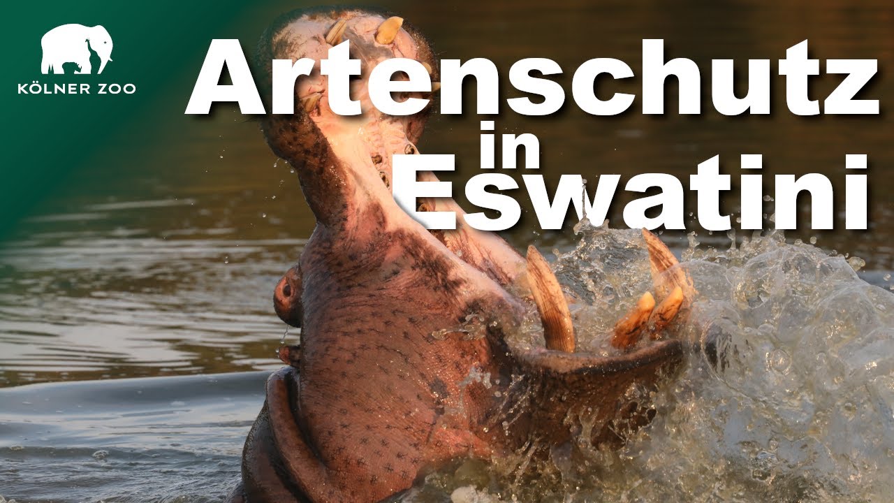Artenschutz in Eswatini - Unser Engagement für Flusspferd, Nilkrokodil, Nashorn & Co.