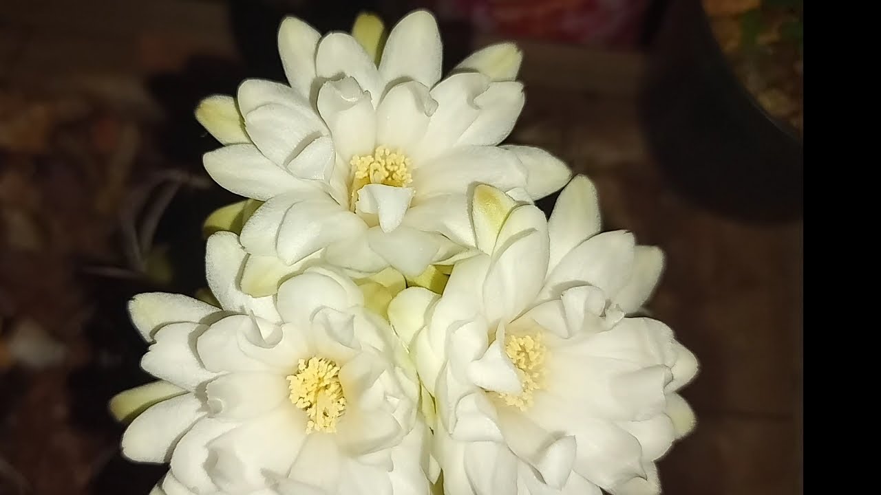 DISCOCACTUS BAHIENSIS: FLOR do Cacto Bahiensis!