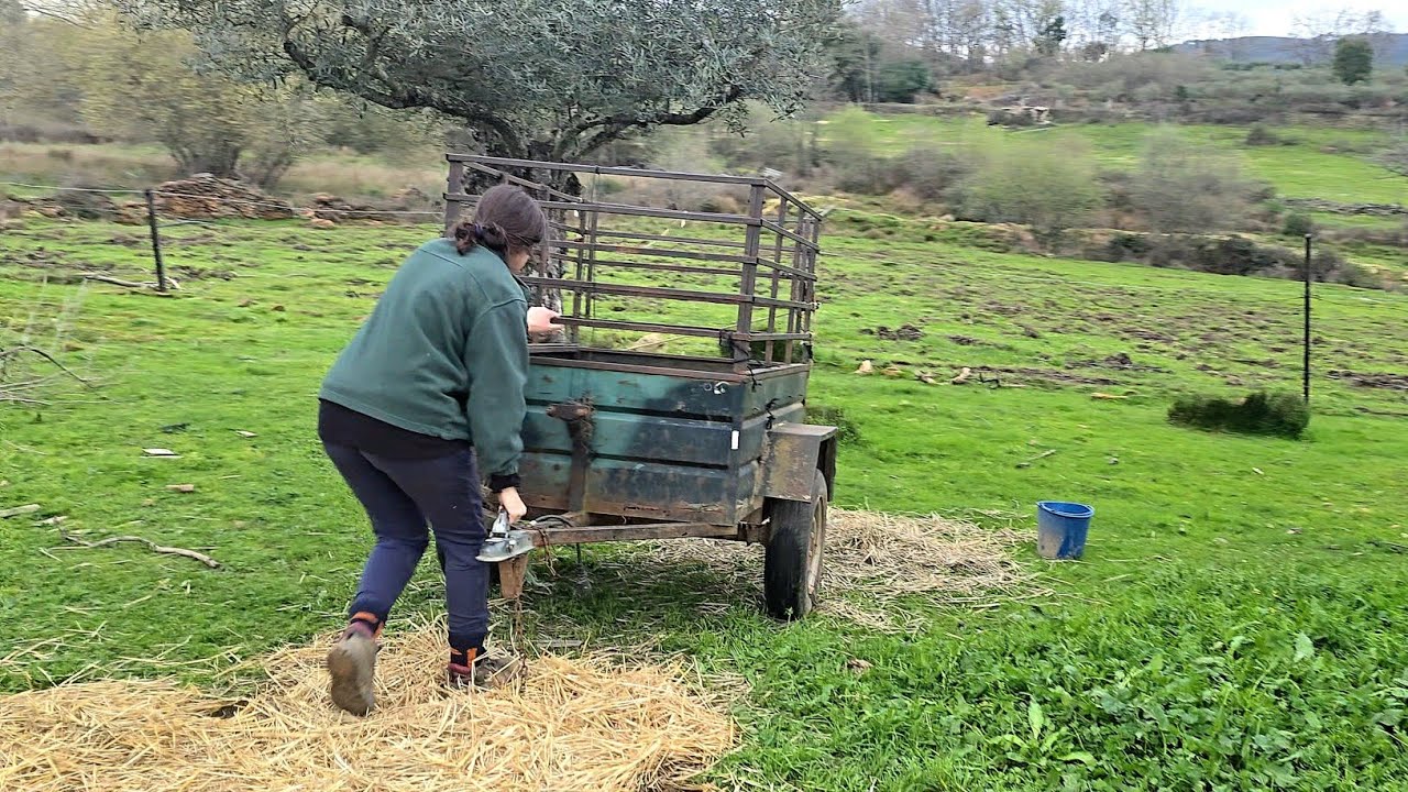 Voy a terminar con este problema de las cabras para siempre