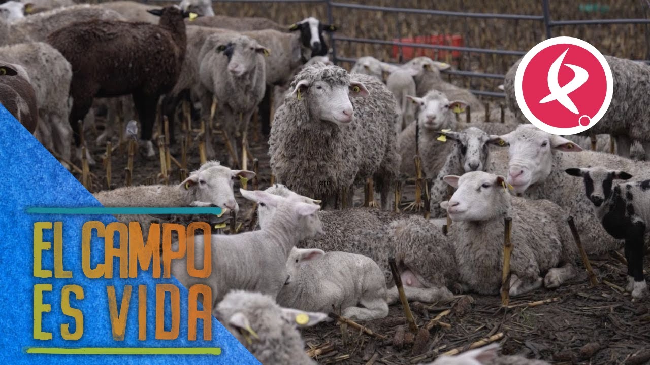 Los mellizos de Isabel y Lidia | El campo es vida