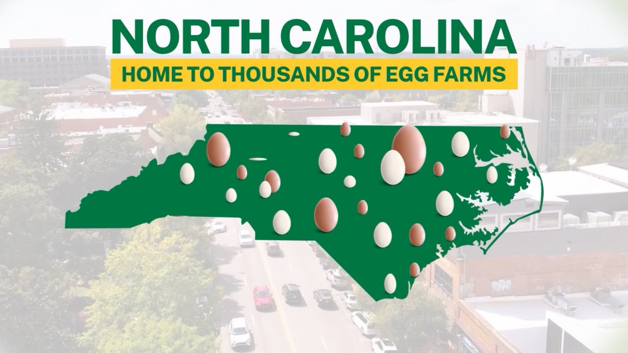 The Impact of North Carolina&rsquo;s Egg Farming Community