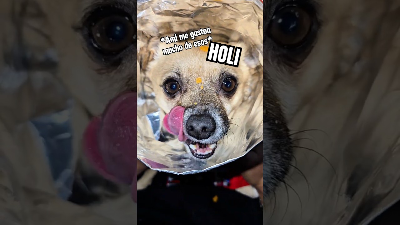 Jajaja IMPOSIBLE 🤣 🐕 #perritos #animales #mascotas #funny #humor #shorts #viral #cute #fyp #love
