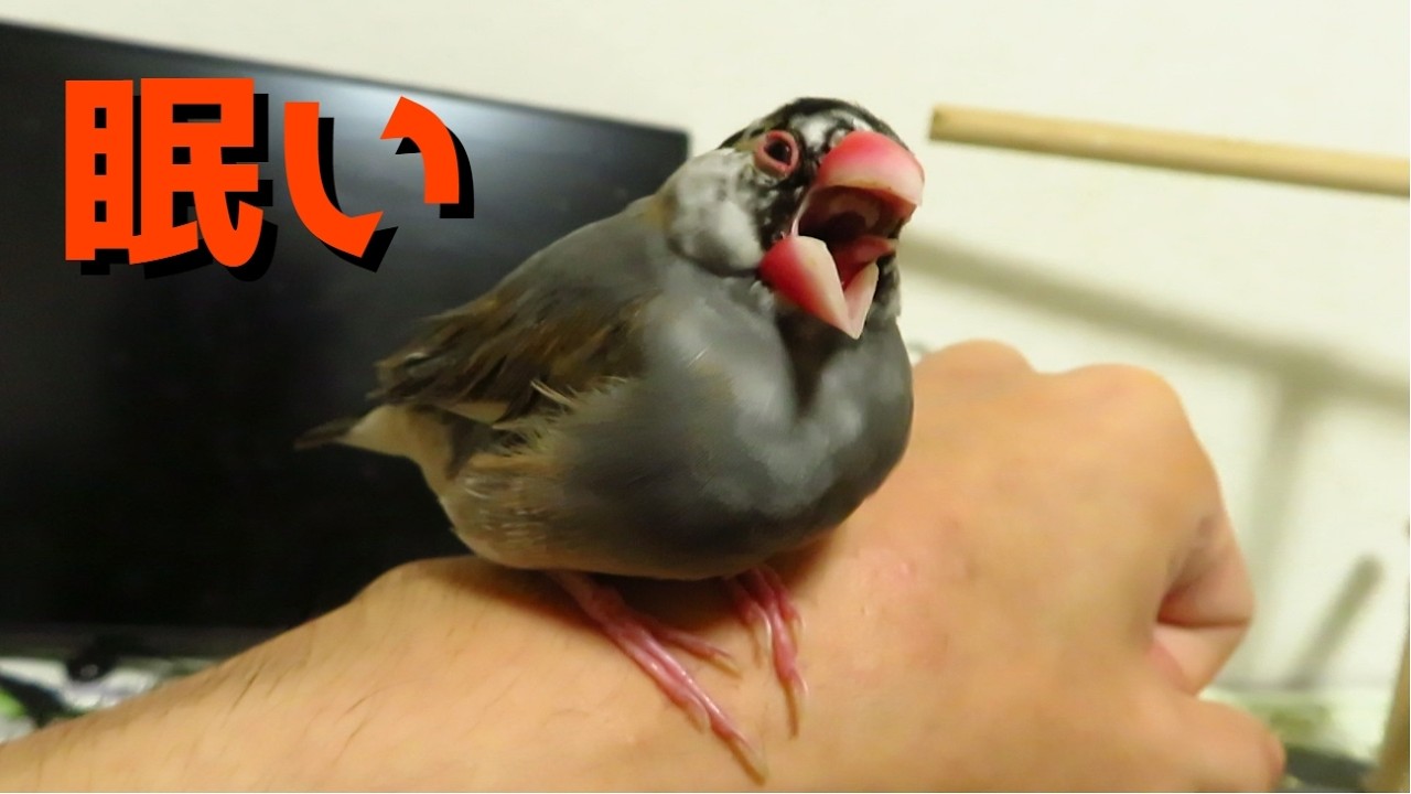 眠気と戦う文鳥グラ Java Sparrow