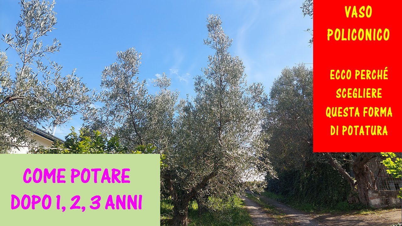 Potatura dell'ulivo a vaso policonico. Gestione dell'olivo negli anni successivo alla riforma