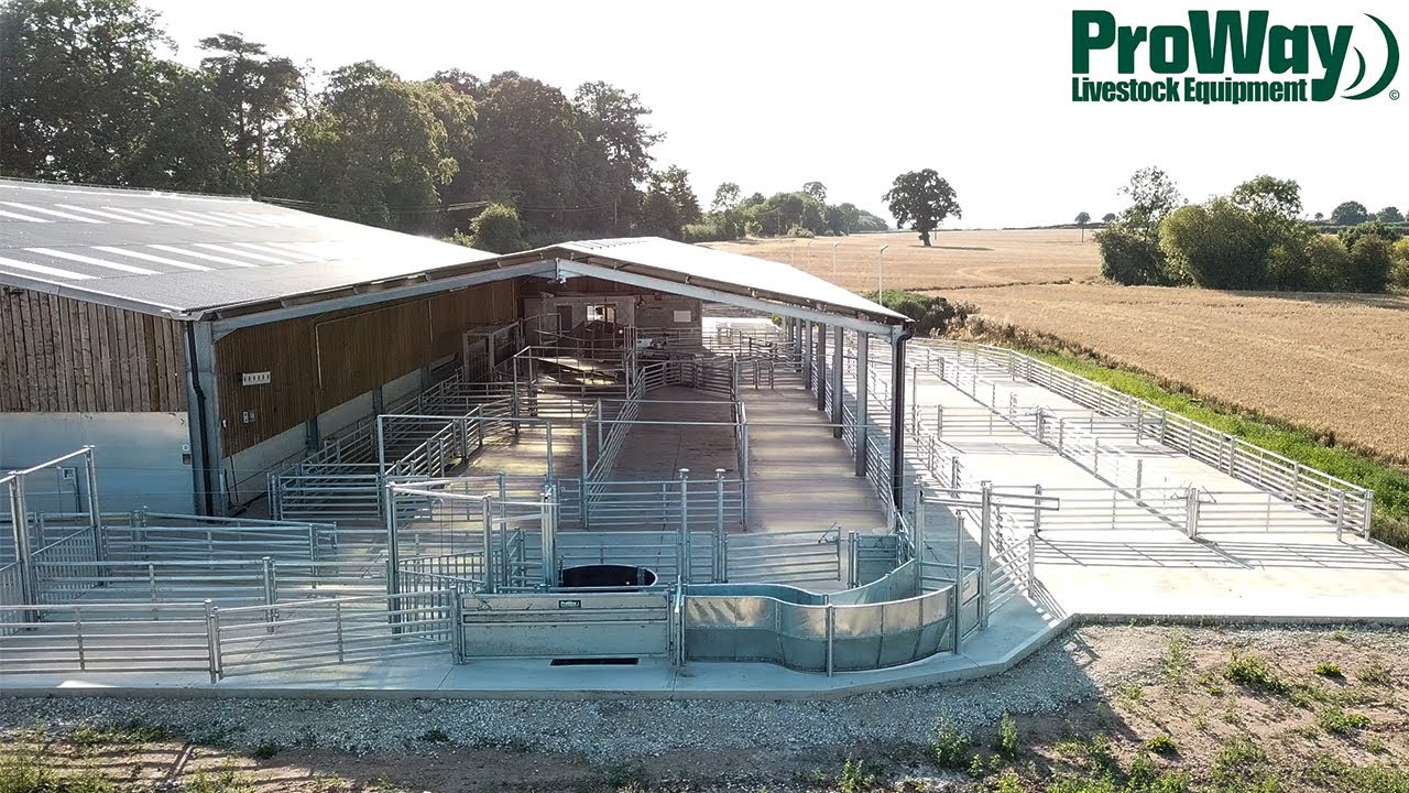 ProWay - Sheep Yard Handling 1500 Sheep In The UK