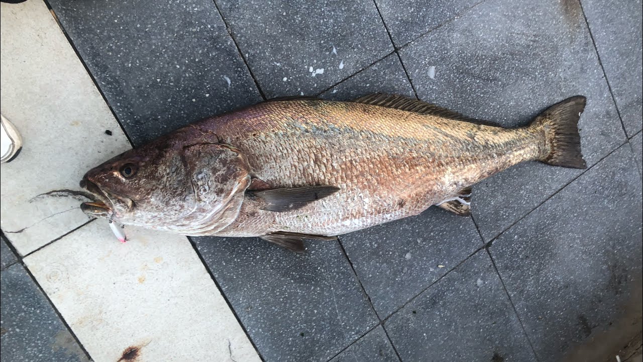 İZMİRDE 30 KG ÜSTÜ DEV GRANYÖZ BALIĞI AVI @ulaskrkklc3767
