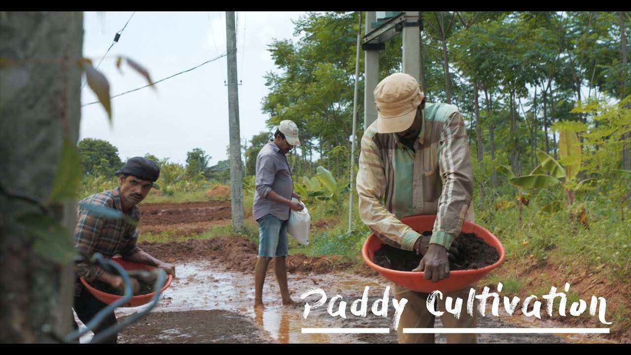 Sowing Paddy for the first time - Rajamudi Rice with natural farming