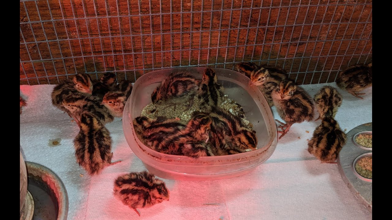 Brooding Baby Quail!