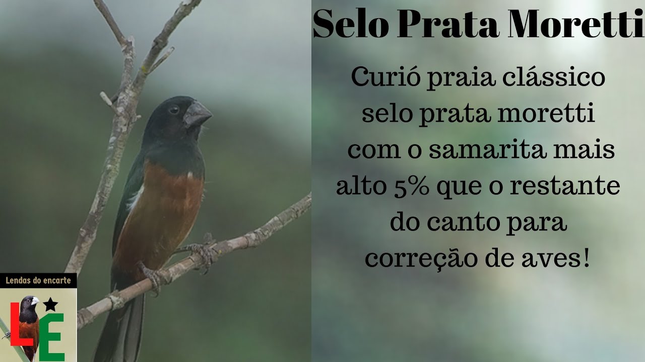 Selo prata Moretti com samarita mais alto, para corre&ccedil;&atilde;o de canto