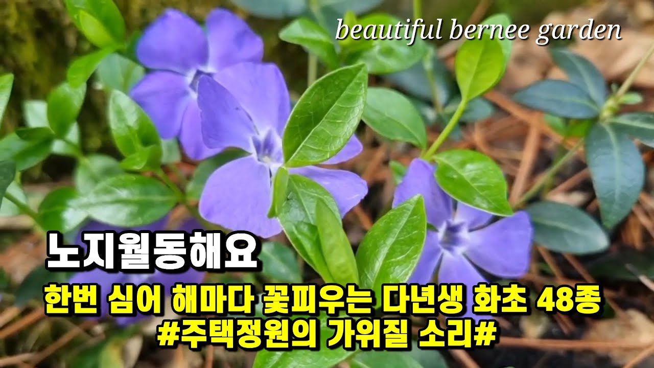 노지월동해요/ 한번 심어 해마다 꽃피우는 다년생 화초 48종 #주택정원의 가위질 소리#