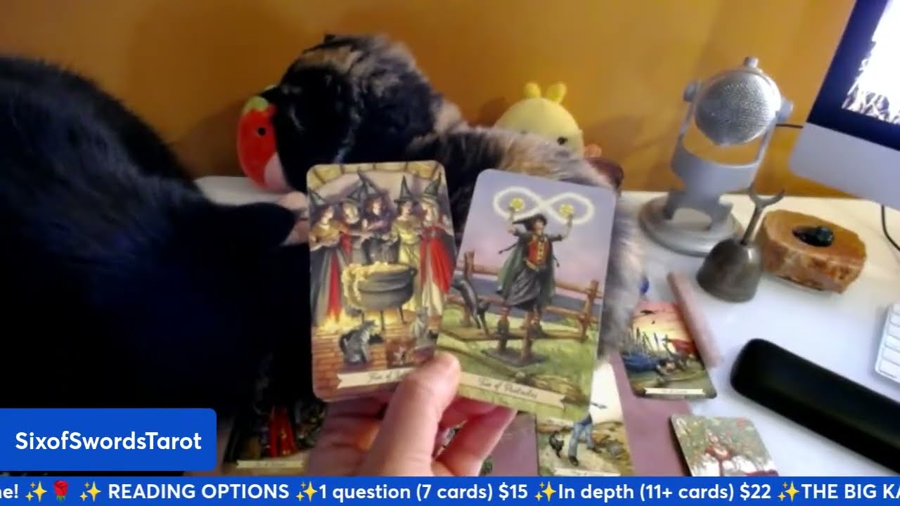🌷 LIVE TAROT READINGS 🌷 The Bird is back 🐦