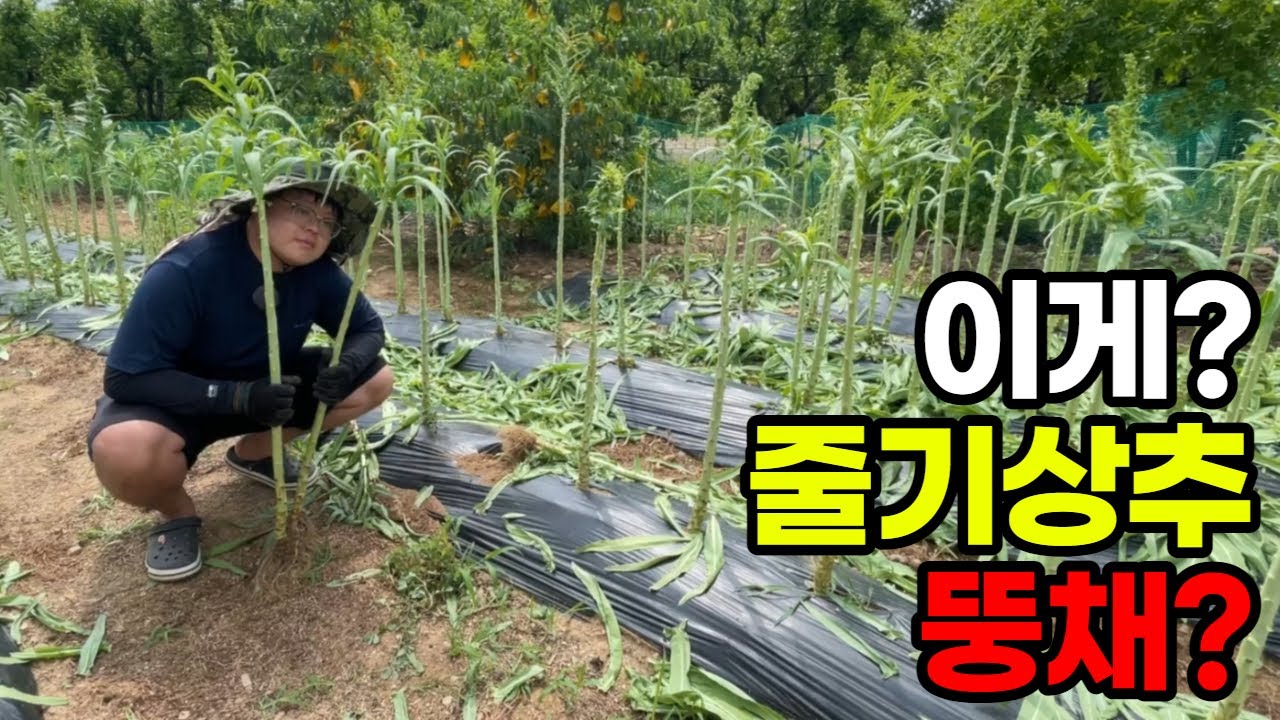 줄기상추 뚱채? 궁채 나물의 효능과 재배그리고 수확!!