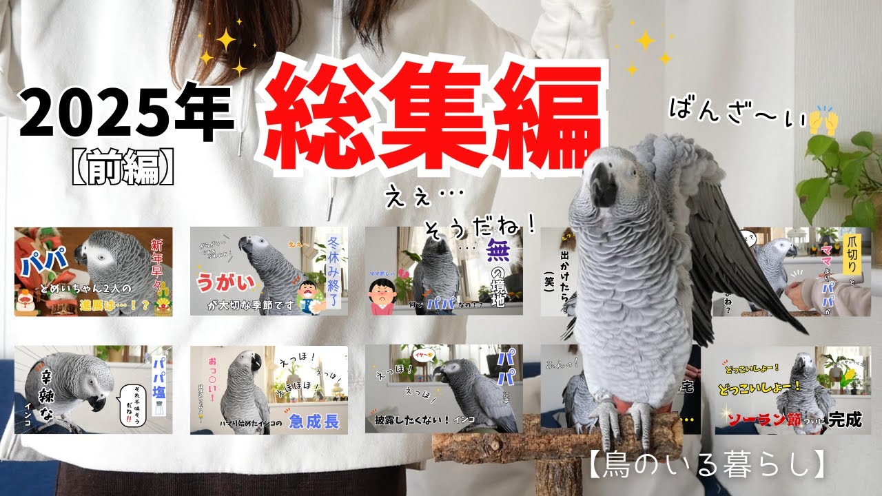 【前編】2025年ヨウムのめいちゃん振り返り総集編【鳥のいる暮らし】