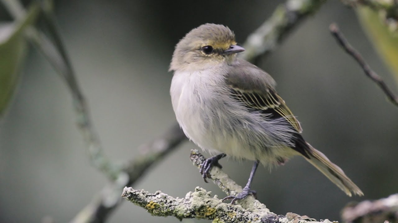 Protecting Birds Is Protecting Our Future