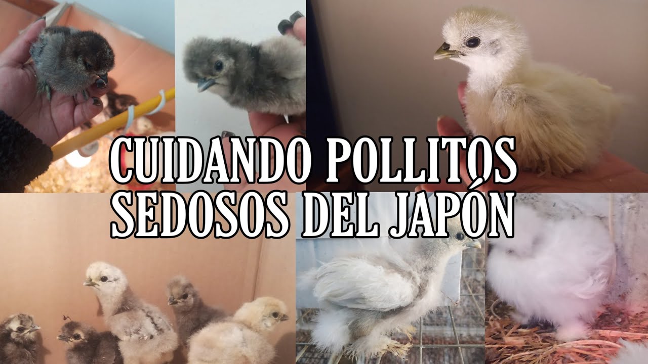 COMO CUIDAR POLLITOS SILKIE/SEDOSOS DEL JAP&Oacute;N
