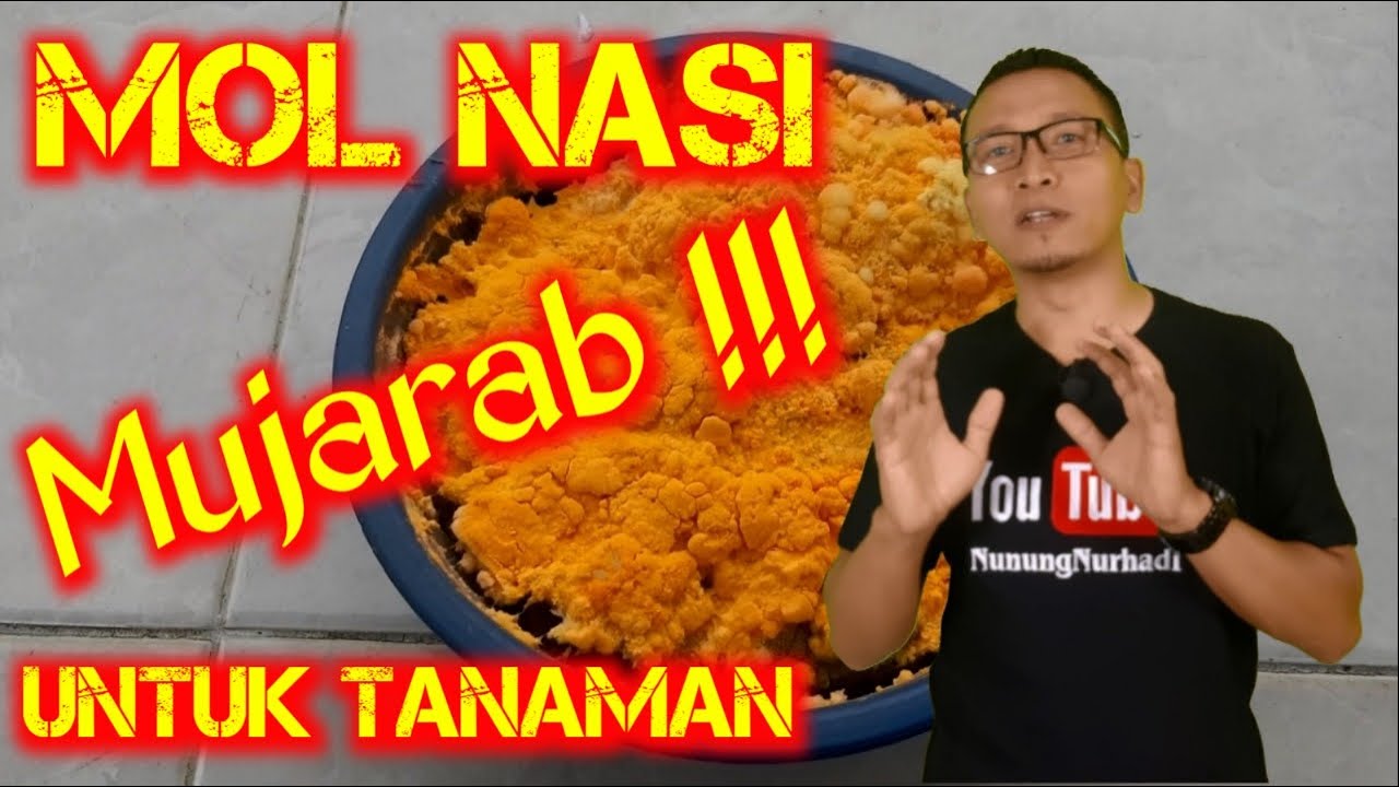 MOL Nasi untuk Tanaman