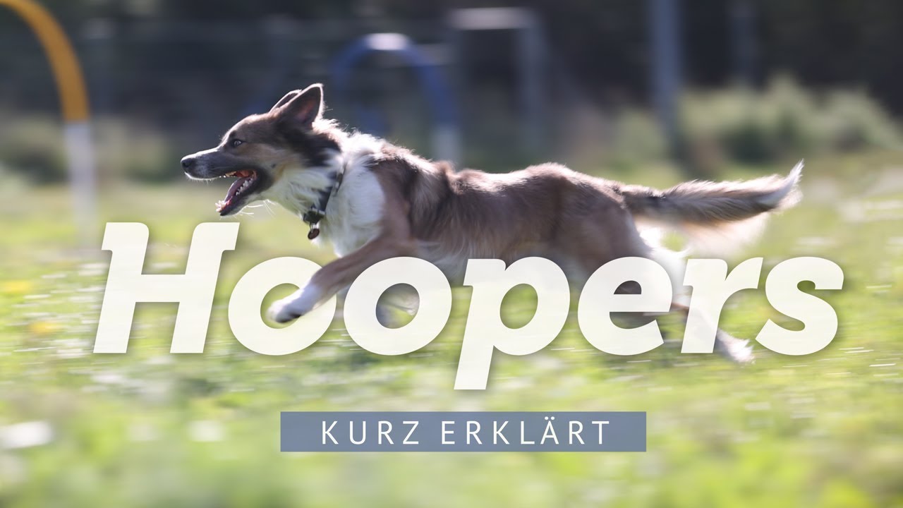 Hundesport Hoopers – Kurz erklärt von Mira Klatt