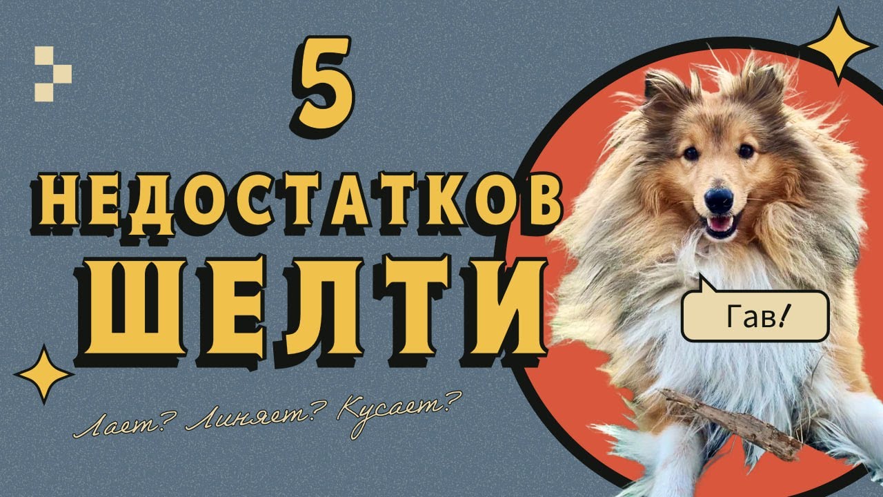 ТОП-5 НЕДОСТАТКОВ породы ШЕЛТИ