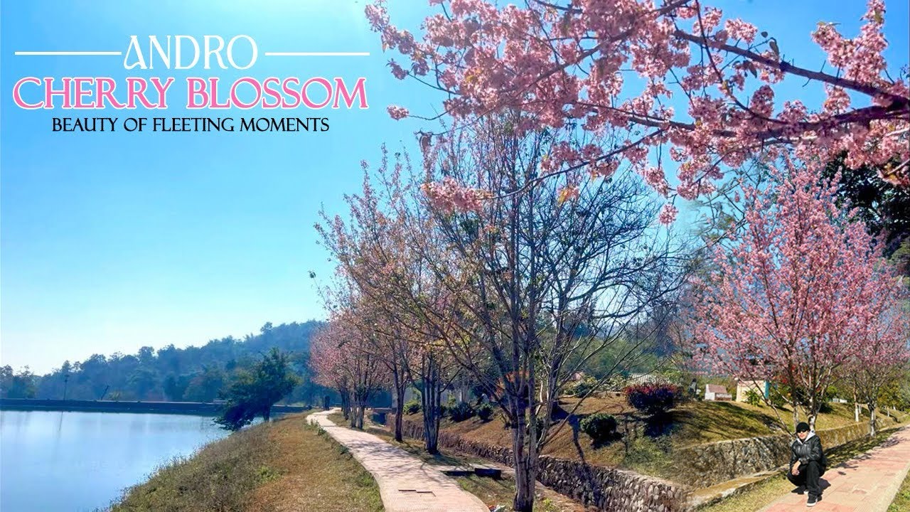 CHERRY BLOSSOM 🌸🌸🌸 | ANDRO | MANIPUR |