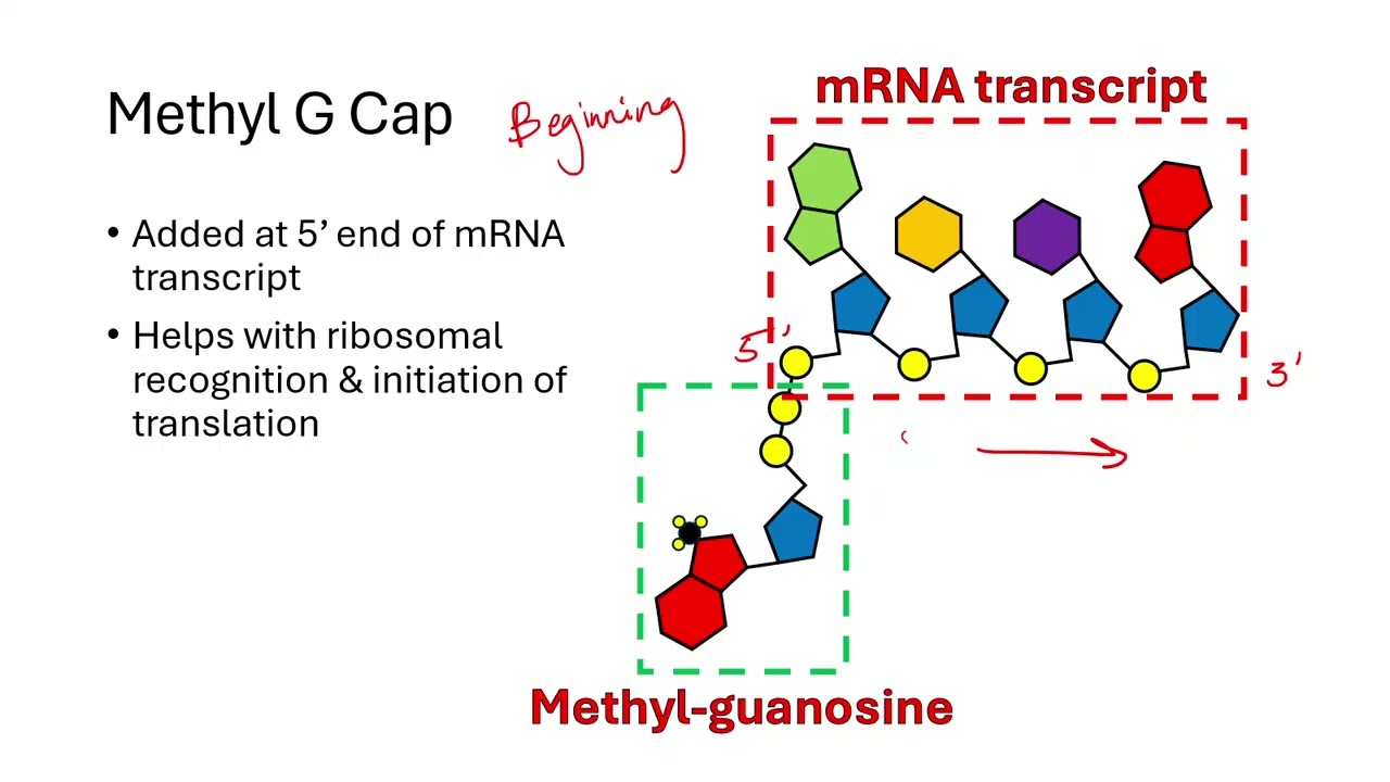 6.3 Transcription and RNA Processing