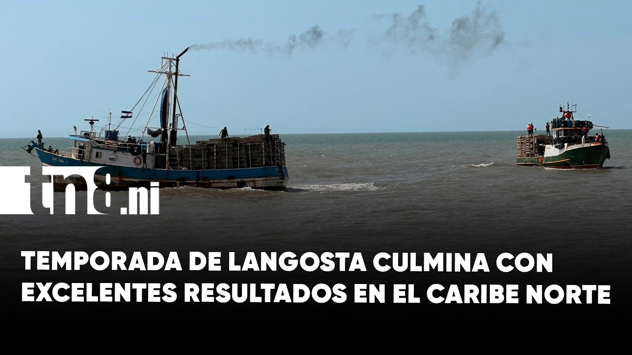 ¡Cifras Históricas! La langosta cierra temporada récord en el Caribe Norte de Nicaragua