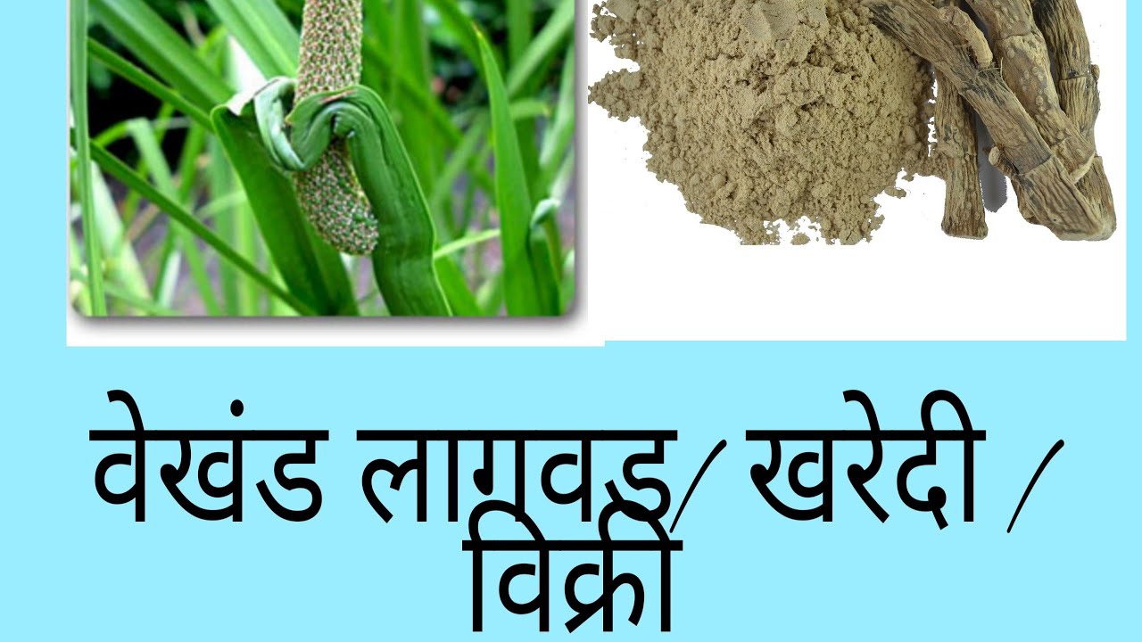 वेखंड ( Acorus calamus ) लागवड