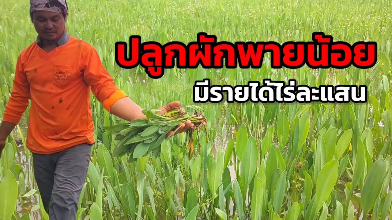 ปลูกผักพายน้อย มีรายได้ไร่ละแสน #ผักพาย #ผักพื้นบ้าน