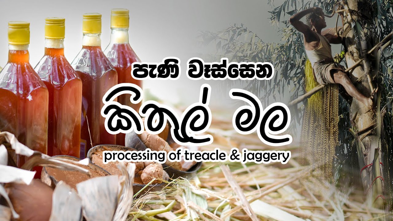 Processing of Treacle & Jaggery කිතුල් පැණි සහ හකුරු නිශ්පාදනය
