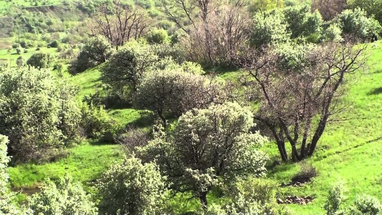 Tercan Armutluk Ağören Kırdım deresi Hoşirik Hd Kalite