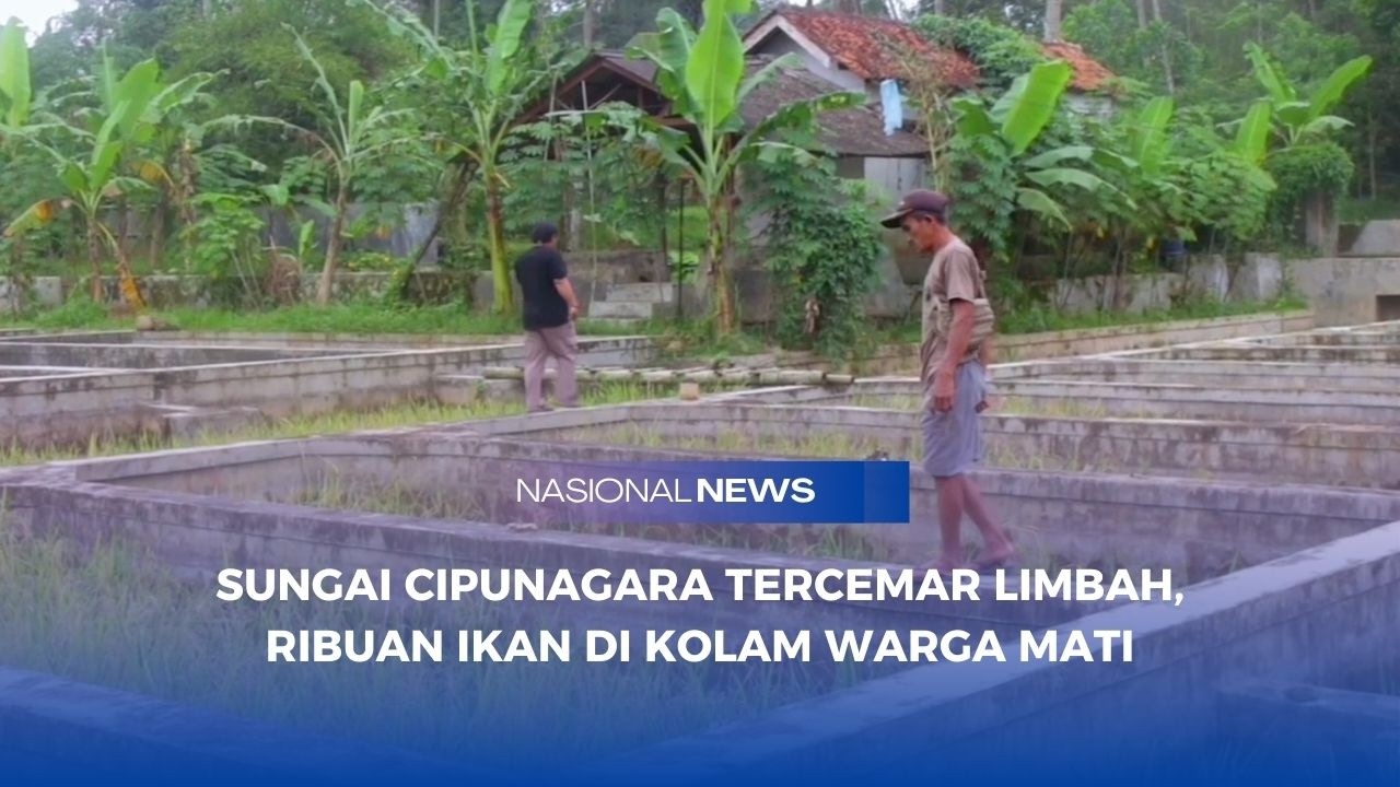 SUNGAI CIPUNAGARA TERCEMAR LIMBAH, RIBUAN IKAN DI KOLAM WARGA MATI