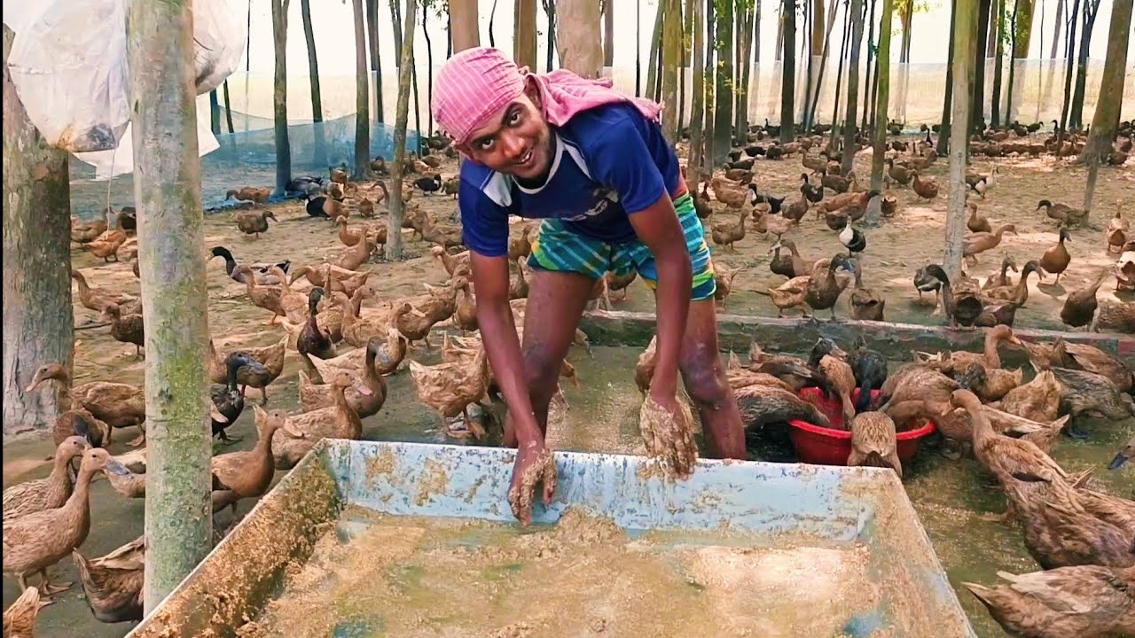আমাদের হাঁসের খামার থেকে প্রতিদিন কতগুলি ডিম উঠাই🦆🥚