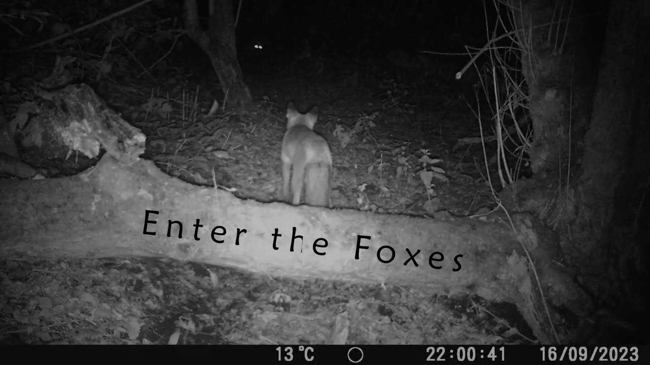 See what go's on in the night in the wild.