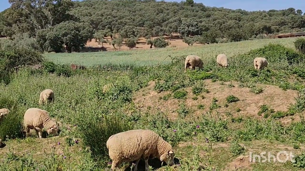 FREGENAL-UN PASEO POR EL CAMPO-7-5- 2023