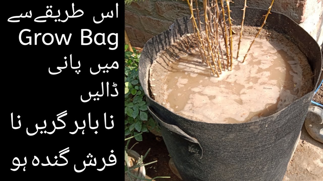 Grow Bag || Ab Grow Bag Se Pani Bahir Nahi Giray ga.😊 (Urdu/hindi) Rose Gardening| Saddam Husssain