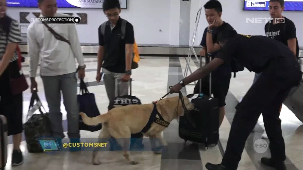 Simulasi Pelatihan Anjing Pelacak di Bandara Soekarno Hatta - Customs Protection