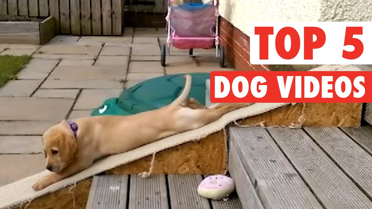 Top 5 Dog Videos || Jan 15 2016
