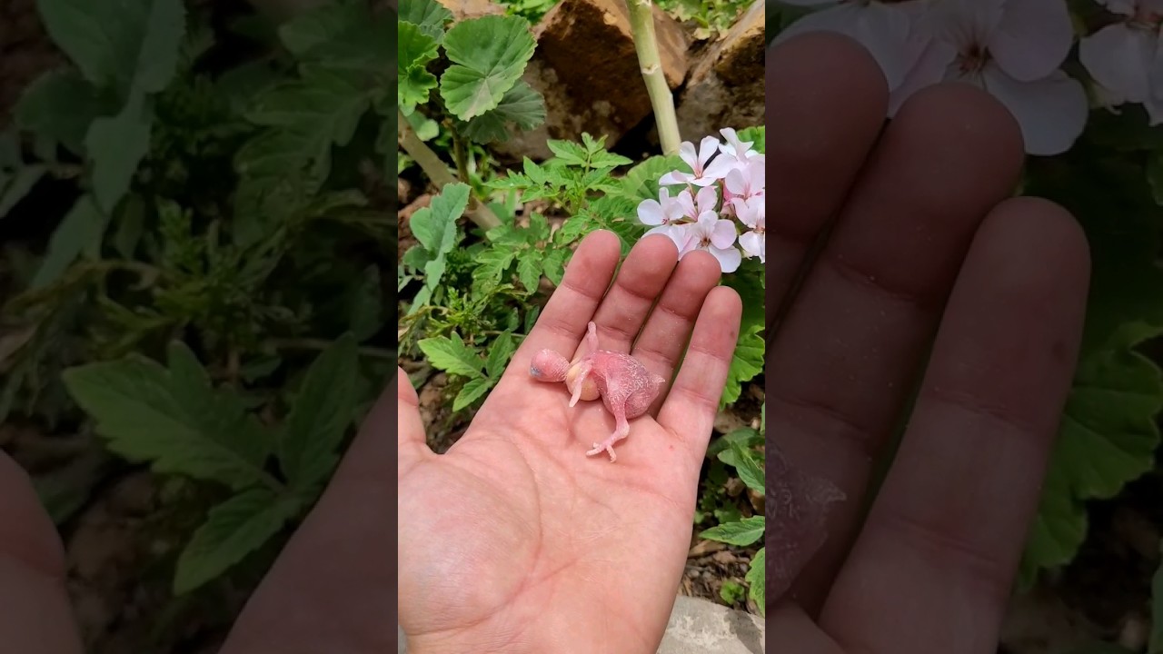 Turning Egg into Baby Bird #birds
