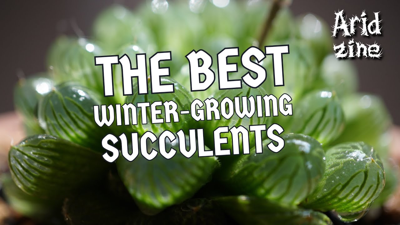 Winter-growing succulents to keep you entertained during the off-season